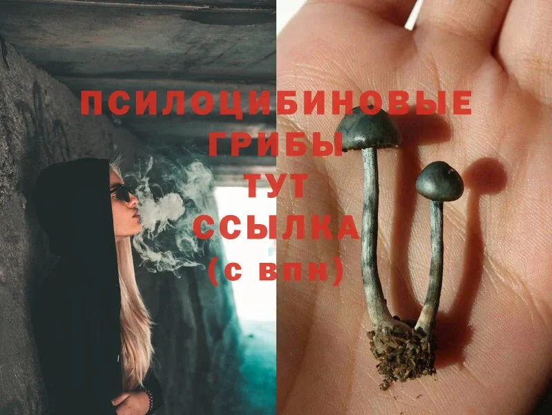 Галлюциногенные грибы Psilocybe  Агрыз 